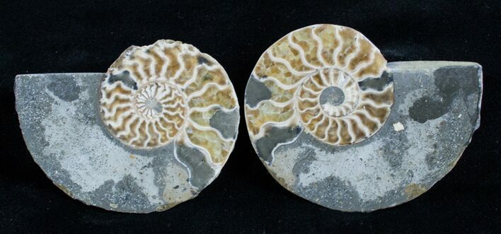 / Inch Polished Ammonite (ON EBAY) #2947
